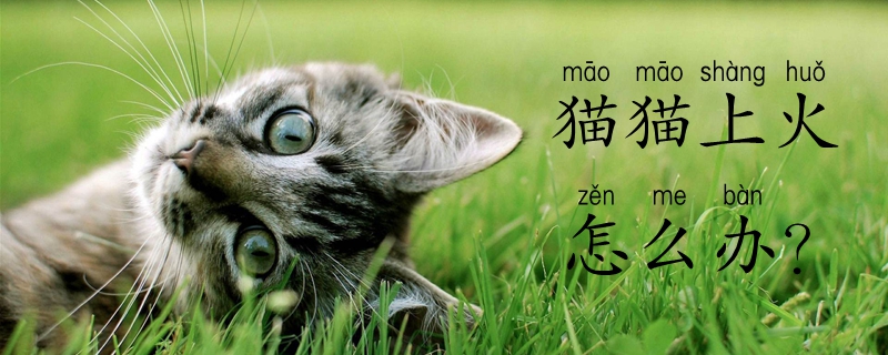 貓貓上火怎么辦