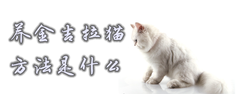 養金吉拉貓的方法是什么