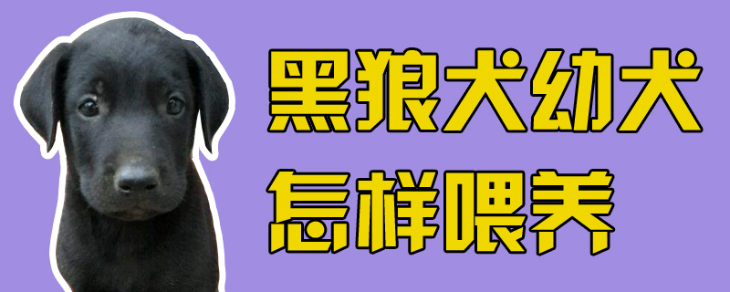 黑狼犬幼犬怎樣喂養(yǎng)