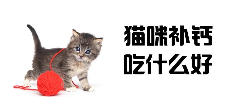 貓咪補鈣吃什么好