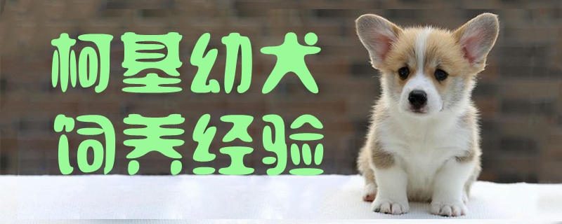 柯基幼犬飼養經驗1