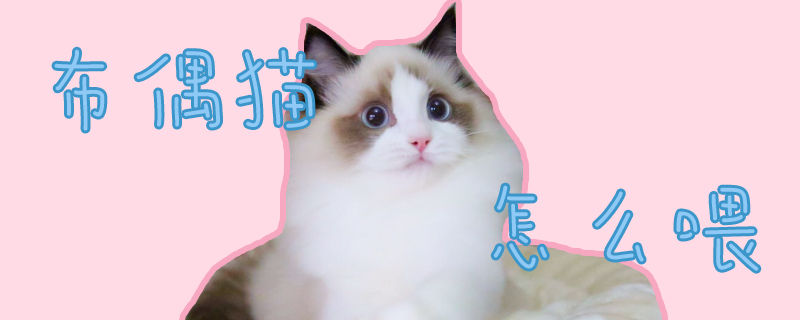 布偶貓怎么喂