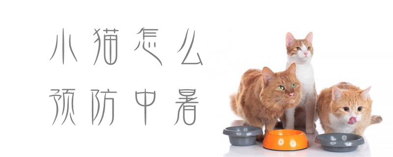 小貓?jiān)趺搭A(yù)防中暑