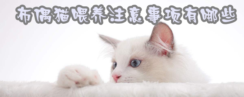 布偶貓喂養注意事項有哪些