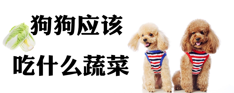 狗狗應(yīng)該吃什么蔬菜