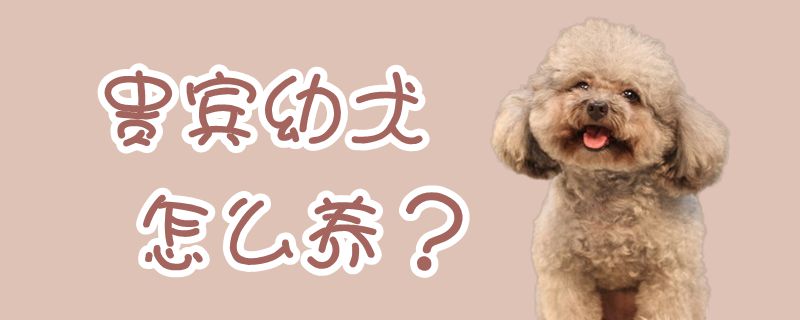 貴賓幼犬怎么養(yǎng)