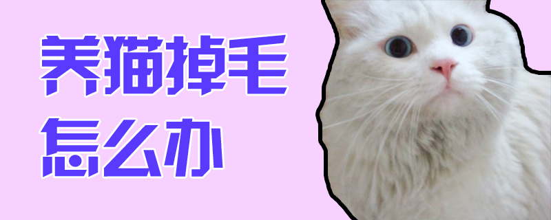 養貓掉毛怎么辦