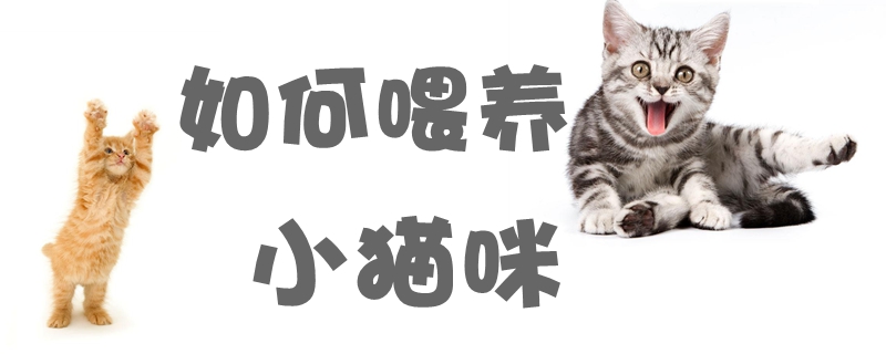 如何喂養小貓咪