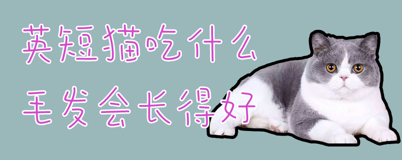 英短貓吃什么毛發會長得好