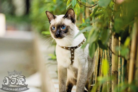 暹羅貓飼養必備用品有哪些 飼養暹羅貓必備1