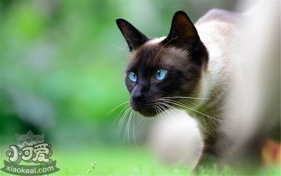 暹羅貓飼養必備用品有哪些 飼養暹羅貓必備2