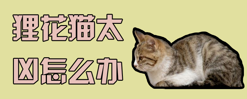 貍花貓太兇怎么辦
