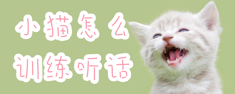 小貓怎么訓練聽話