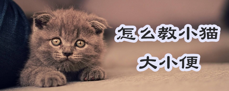 怎么教小貓大小便