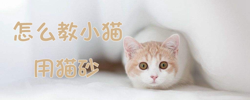 怎么教小貓用貓砂