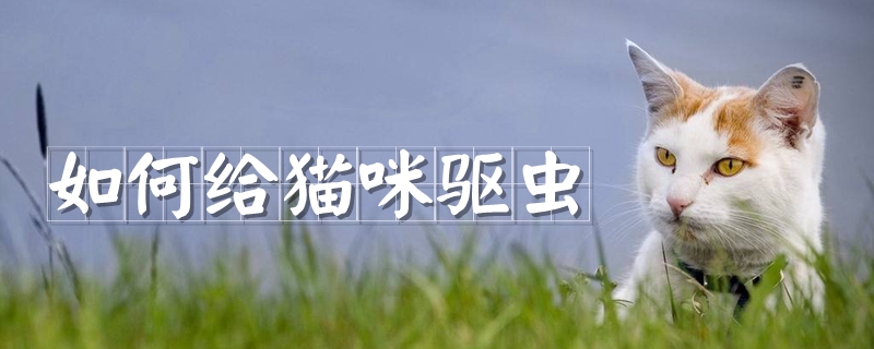 如何給貓咪驅蟲