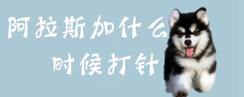 阿拉斯加什么時(shí)候打針1