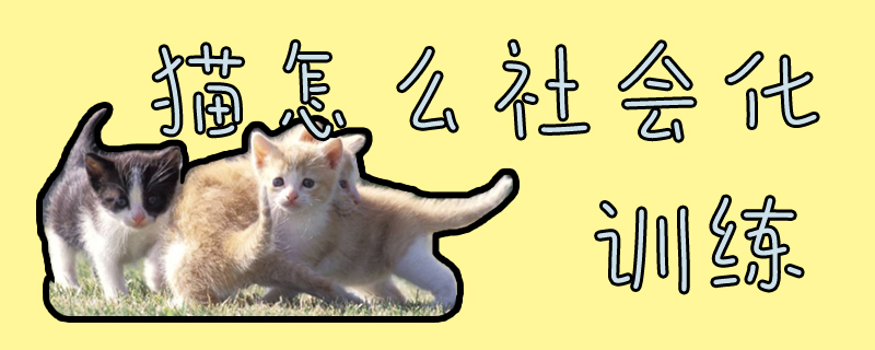 貓怎么社會化訓練