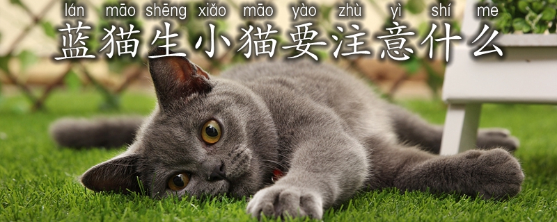 藍貓生小貓要注意什么