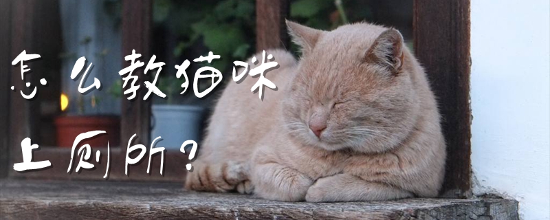 怎么教貓咪上廁所