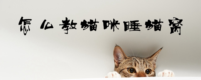 怎么教貓咪睡貓窩