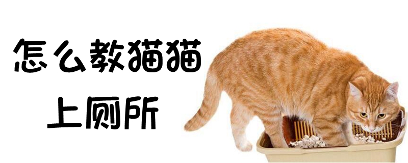 怎么教貓貓上廁所