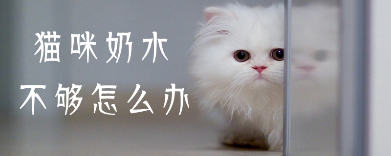 貓咪奶水不夠怎么辦