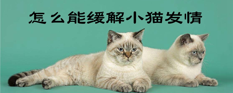 怎么能緩解小貓發(fā)情