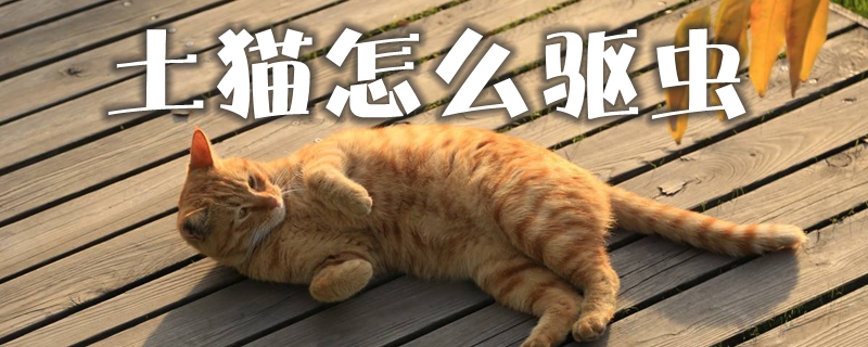 土貓怎么驅蟲