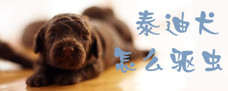 泰迪犬怎么驅蟲1