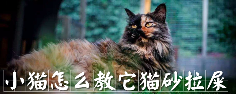 小貓怎么教它貓砂拉屎