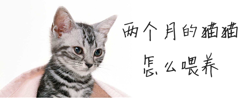 兩個月的貓貓怎么喂養