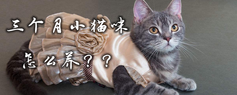 三個月小貓咪怎么養(yǎng)