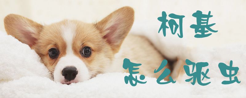 柯基怎么驅蟲1