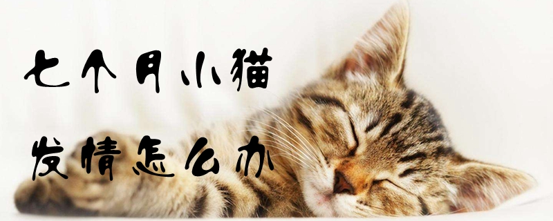 七個月小貓發(fā)情怎么辦