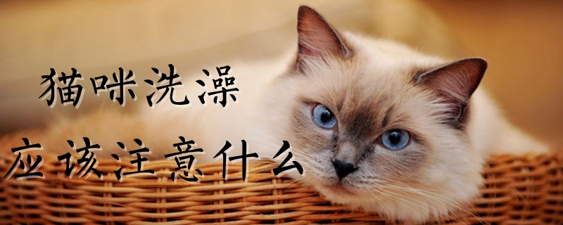 貓咪洗澡應該注意什么