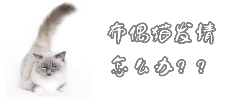 布偶貓發情怎么辦