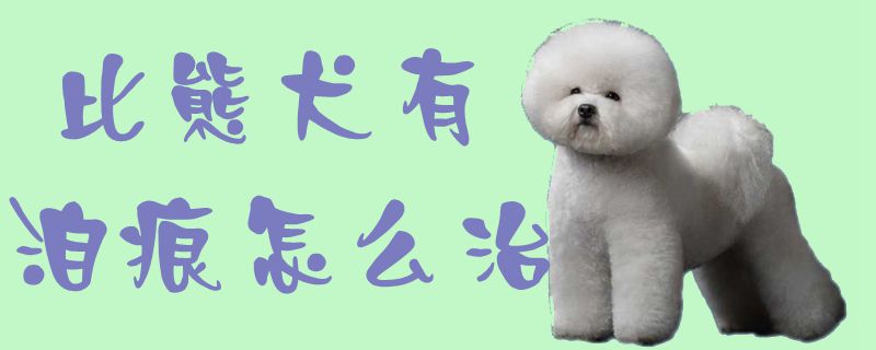 比熊犬有淚痕怎么治1