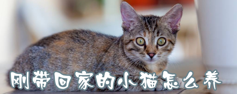 剛帶回家的小貓怎么養(yǎng)