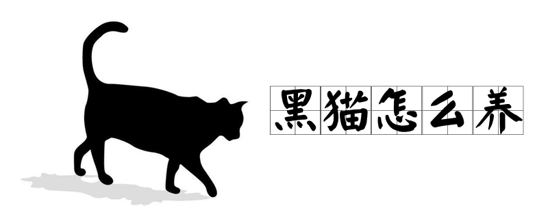 黑貓?jiān)趺答B(yǎng)