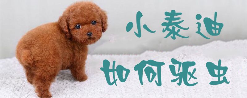 小泰迪如何驅蟲1