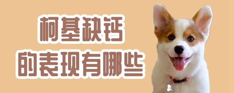 柯基缺鈣的表現有哪些