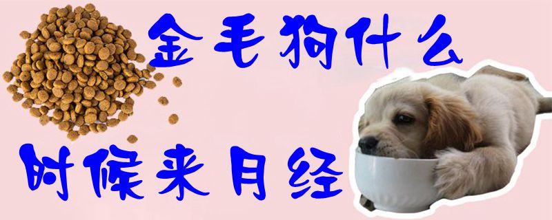 金毛狗什么時(shí)候來月經(jīng)1