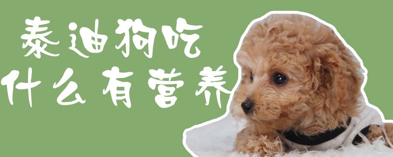 泰迪狗吃什么有營養(yǎng)1