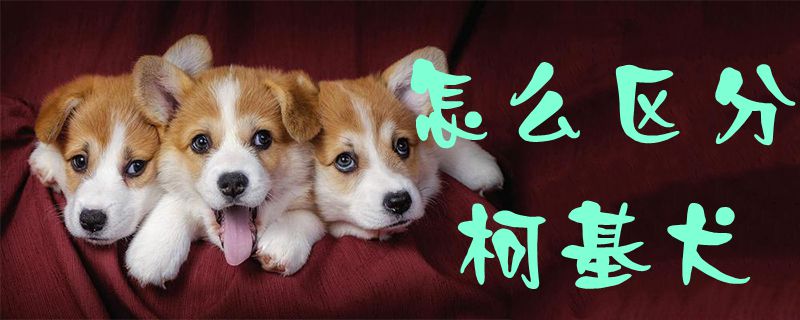 怎么區分柯基犬1