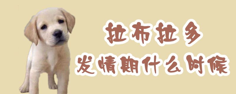 拉布拉多發(fā)情期什么時候
