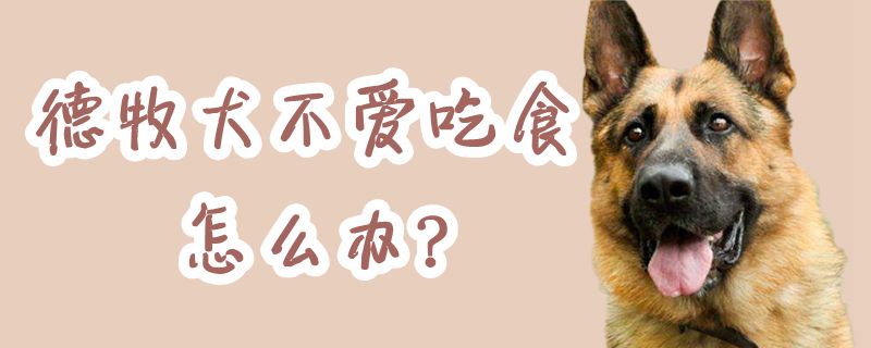 德牧犬不愛吃食怎么辦