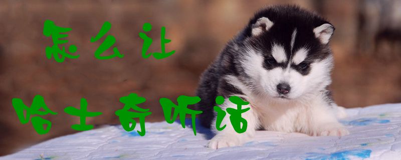 怎么讓哈士奇聽(tīng)話1