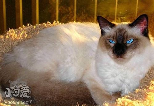 怎么與巴厘貓相處 巴厘貓飼養相處細節