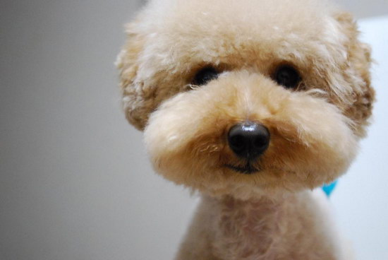 泰迪犬怎么養(yǎng) 泰迪犬怎么養(yǎng)才能養(yǎng)好健健康康的5